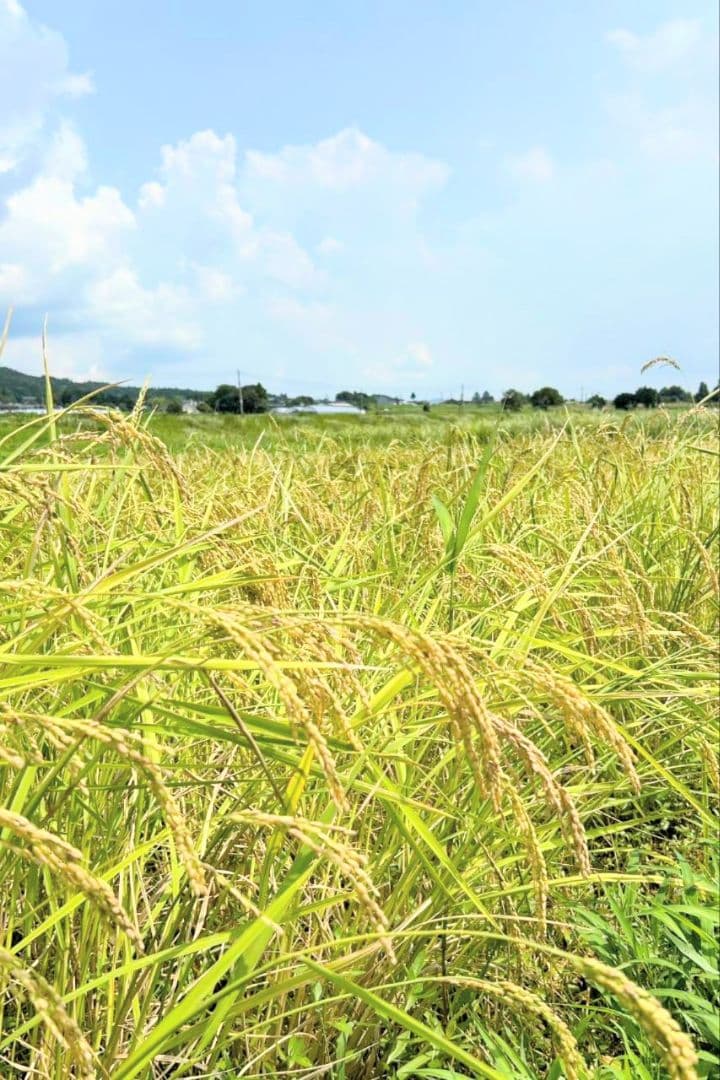 3 令和7年 自然栽培米 亀の尾10kg精米