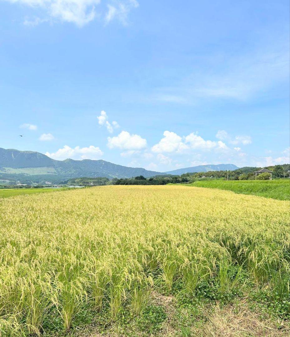 3 令和7年 自然栽培米 亀の尾10kg精米