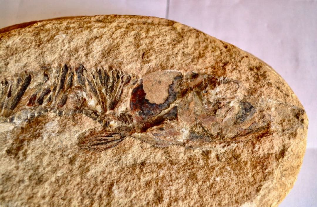 ブラジル・セアラ州産、一億数千万年前の獰猛な絶滅古代魚、ヴィンクティフェルの化石