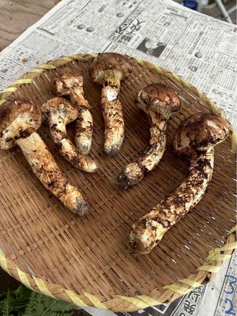 D.岩手県下閉伊郡産松茸 10/13収穫300g