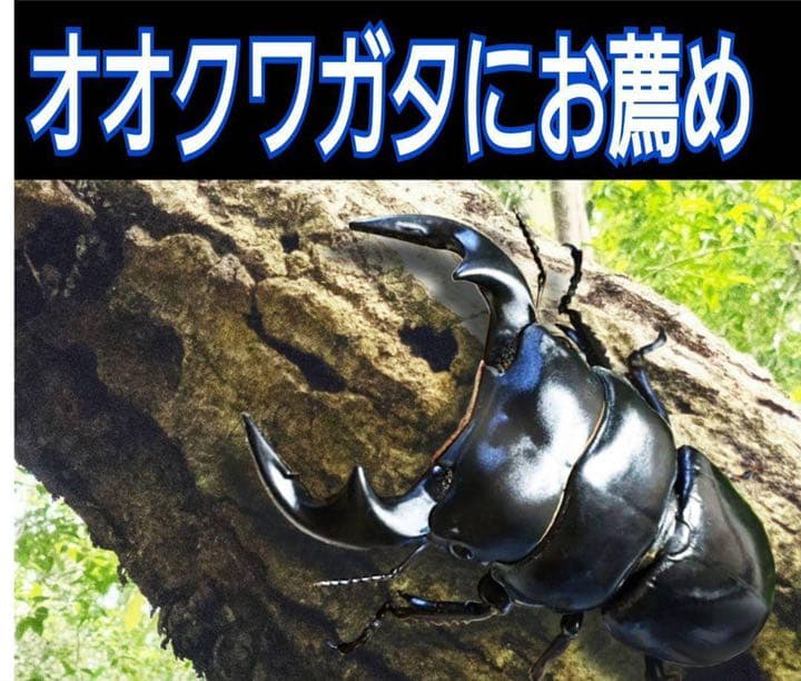 極上！黒アワビタケ菌糸瓶【7本】初令、2令に最適なサイズ！ニジイロクワガタに！