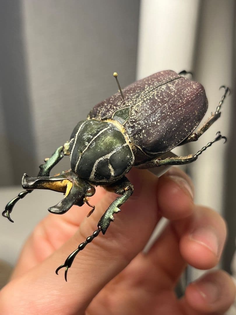 【56mm】インカツノコガネ メキシコ産 昆虫標本 ハナムグリ