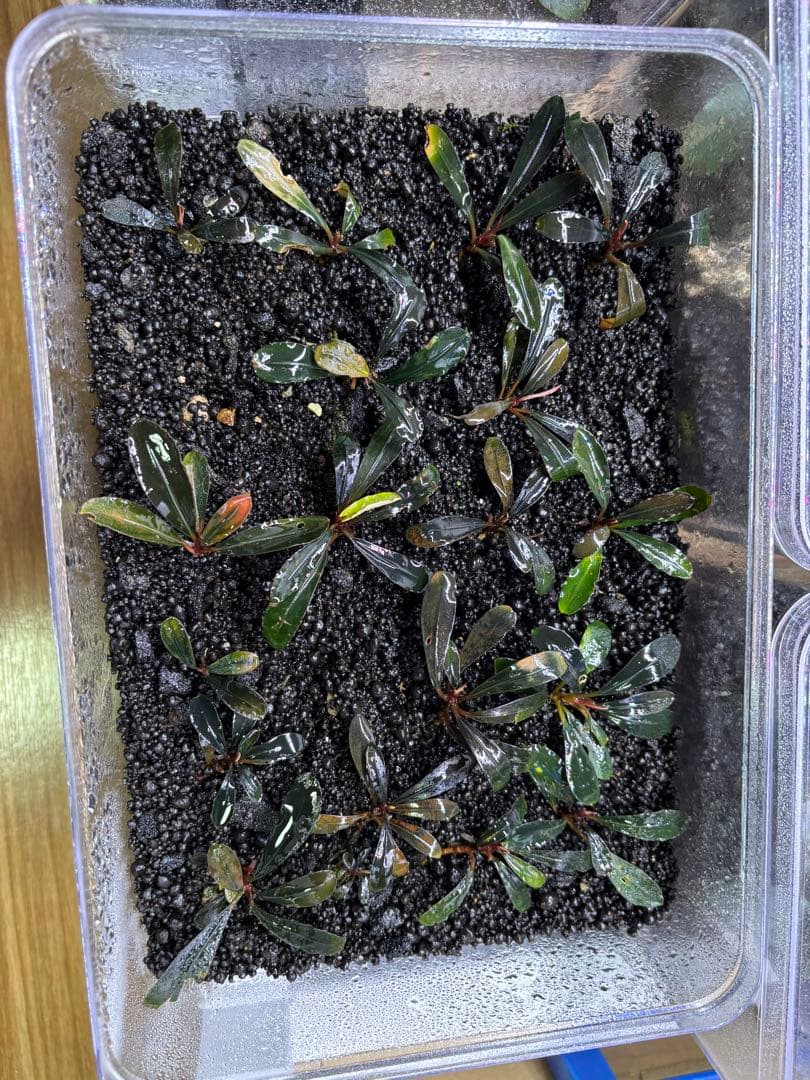 ブセファランドラ sp.Dark Paris 18株