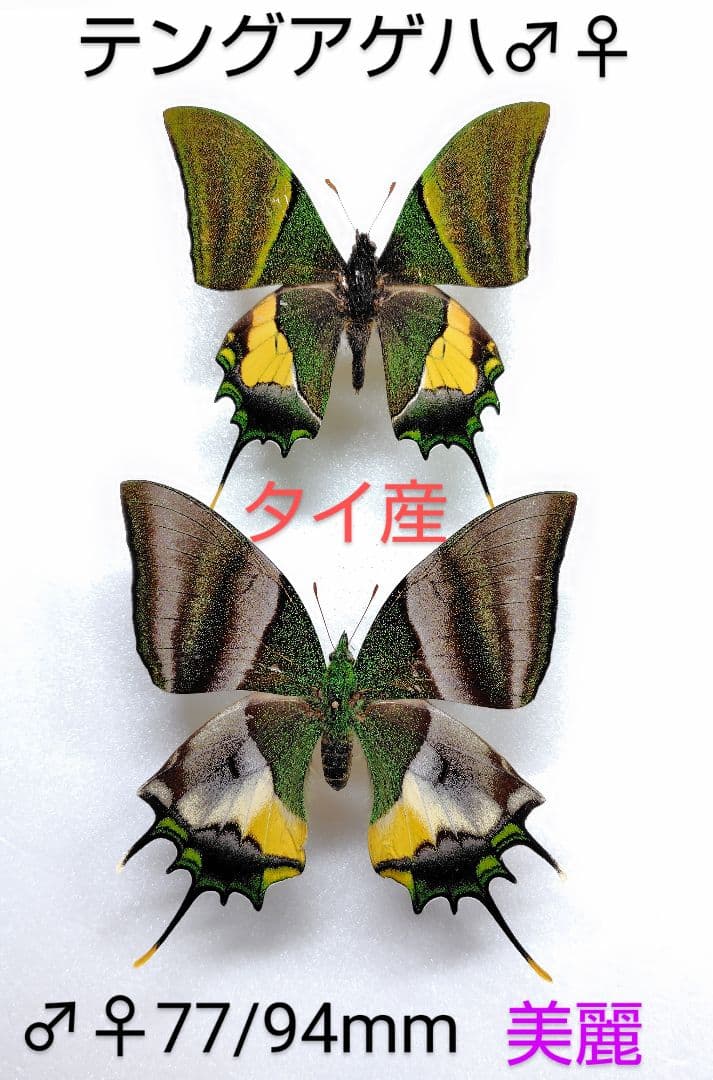 週末‼️価格☆テングアゲハ♂♀標本 タイ産 美麗大型標本・人気エリアお買い得
