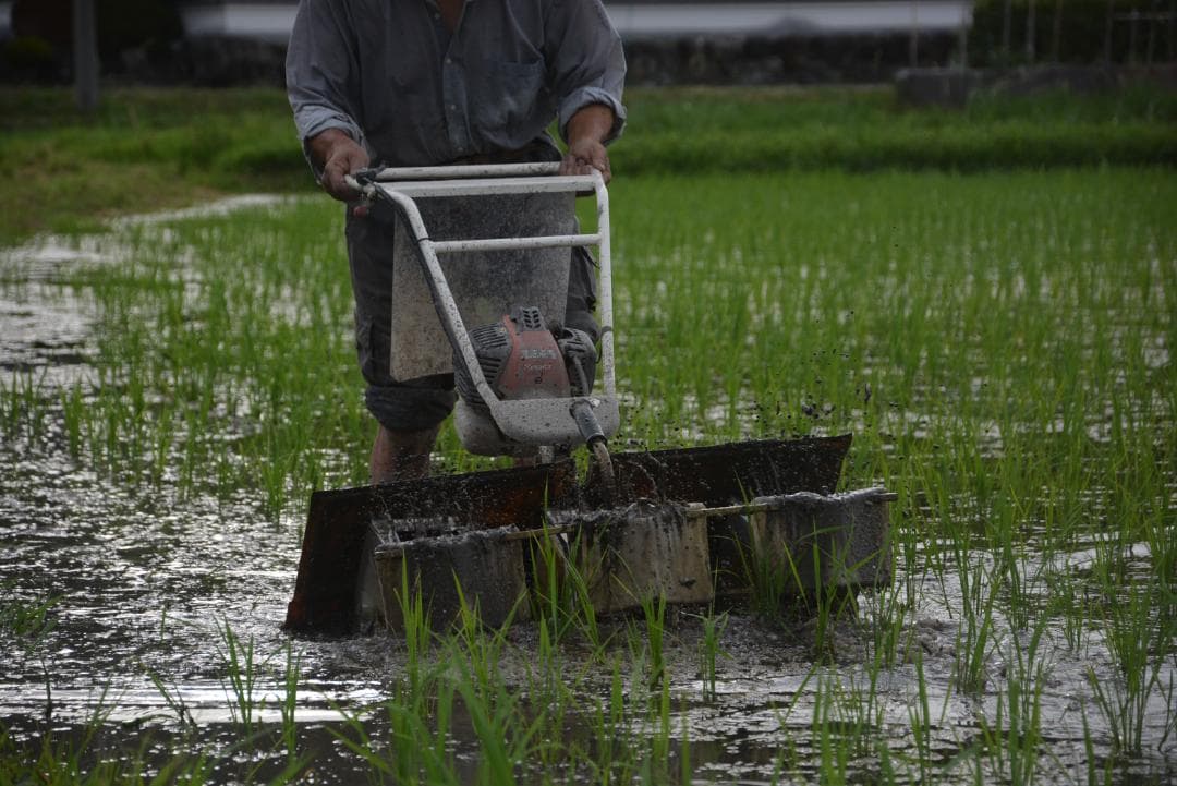 2025年朝日米10kg白米　たけ爺ブランド米 栽培期間中無化学肥料・無農薬栽培