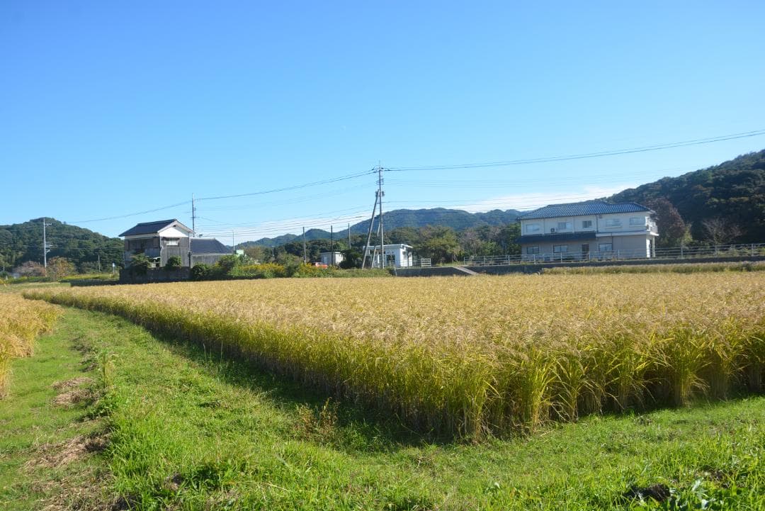 2025年朝日米10kg白米　たけ爺ブランド米 栽培期間中無化学肥料・無農薬栽培