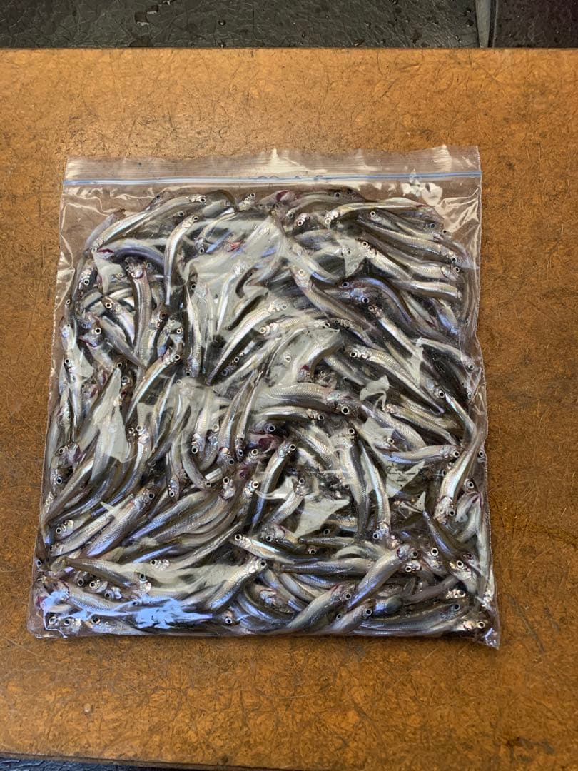 氷上オススメ　氷上ワカサギ釣り　ステンレス穂先　２本　　255ミリ