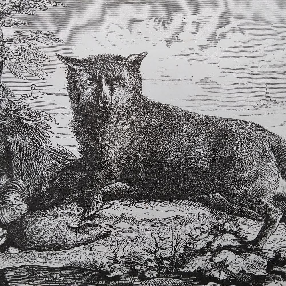 キツネの図版　フランス　アンティーク　版画　1880年　動物　博物画　額縁