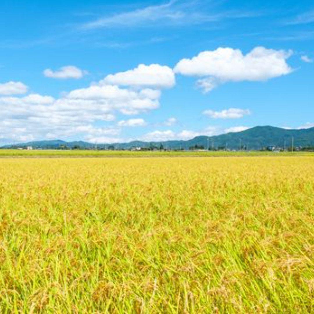 【白米】【精米】広島県産ミルキークイーン 10kg(5kgx2袋)