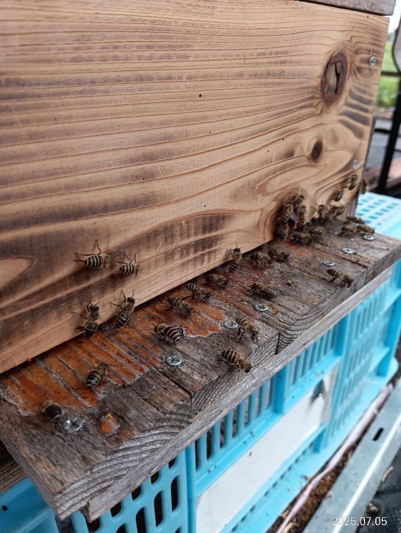 ニホンミツバチの百花蜜　天然ハチミツ　1150グラム　2本セット