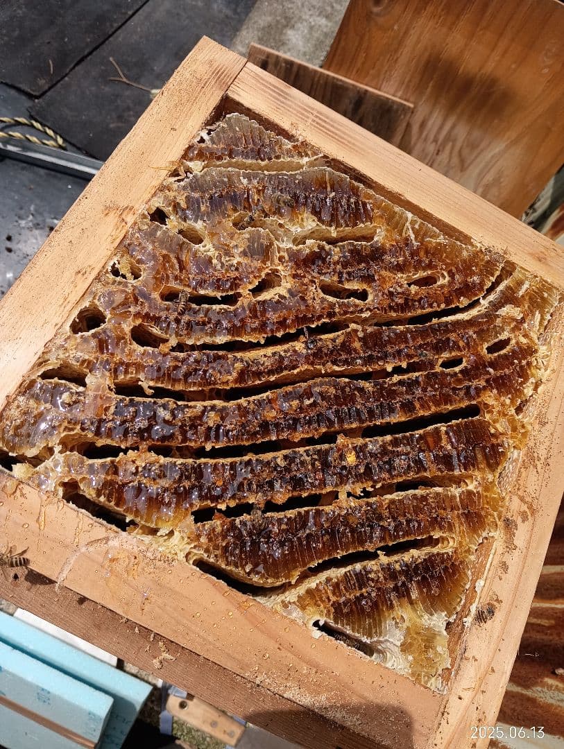 ニホンミツバチの百花蜜　天然ハチミツ　1150グラム　2本セット