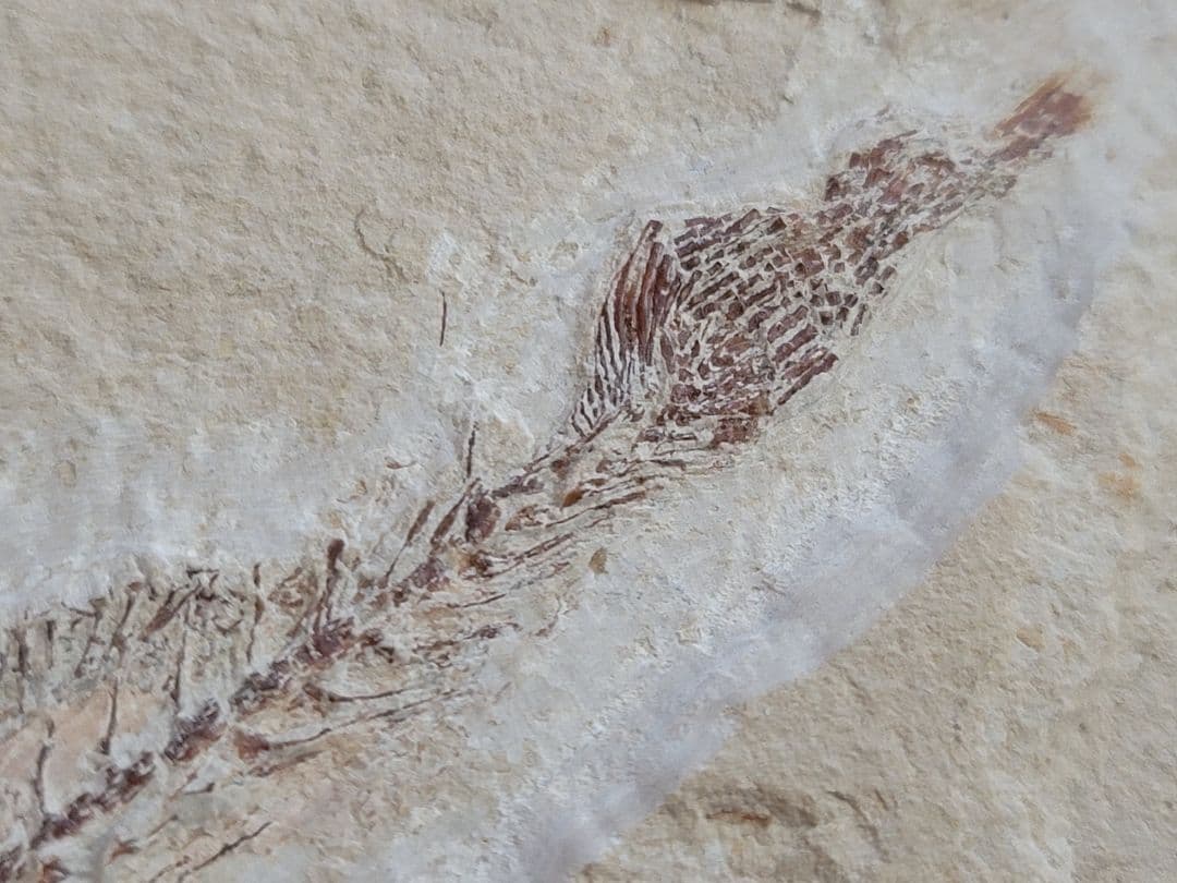 3D！魚類化石【Coccodus insignis】(crusher fish)