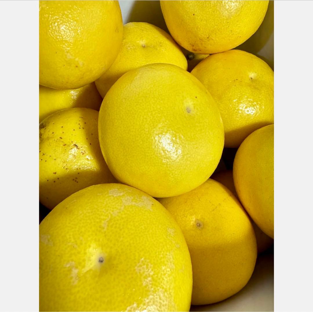 ③高知特産 露地栽培 土佐文旦 4L限定 文旦 約20kg 大玉 サイズ