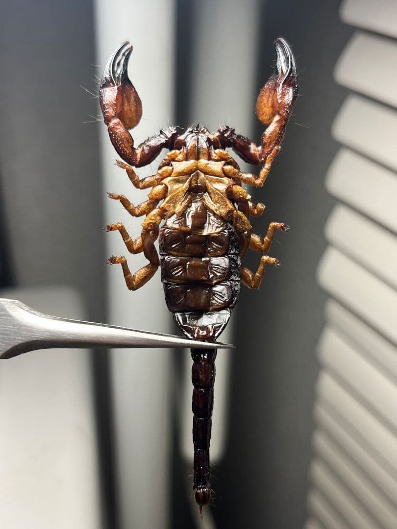 【B品】オレンジクロウスコーピオン　サソリ　標本　昆虫　昆虫標本　奇蟲