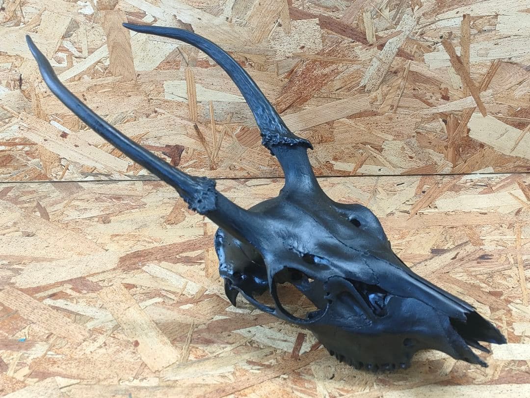 エゾ鹿(ニホンジカ)の頭蓋骨　呪物？