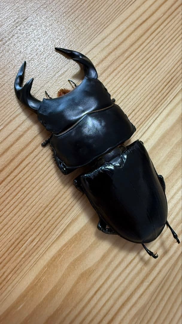 グランディスオオクワガタ　８８．２mmペア