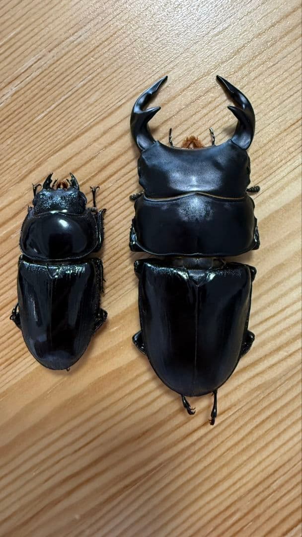 グランディスオオクワガタ　８８．２mmペア