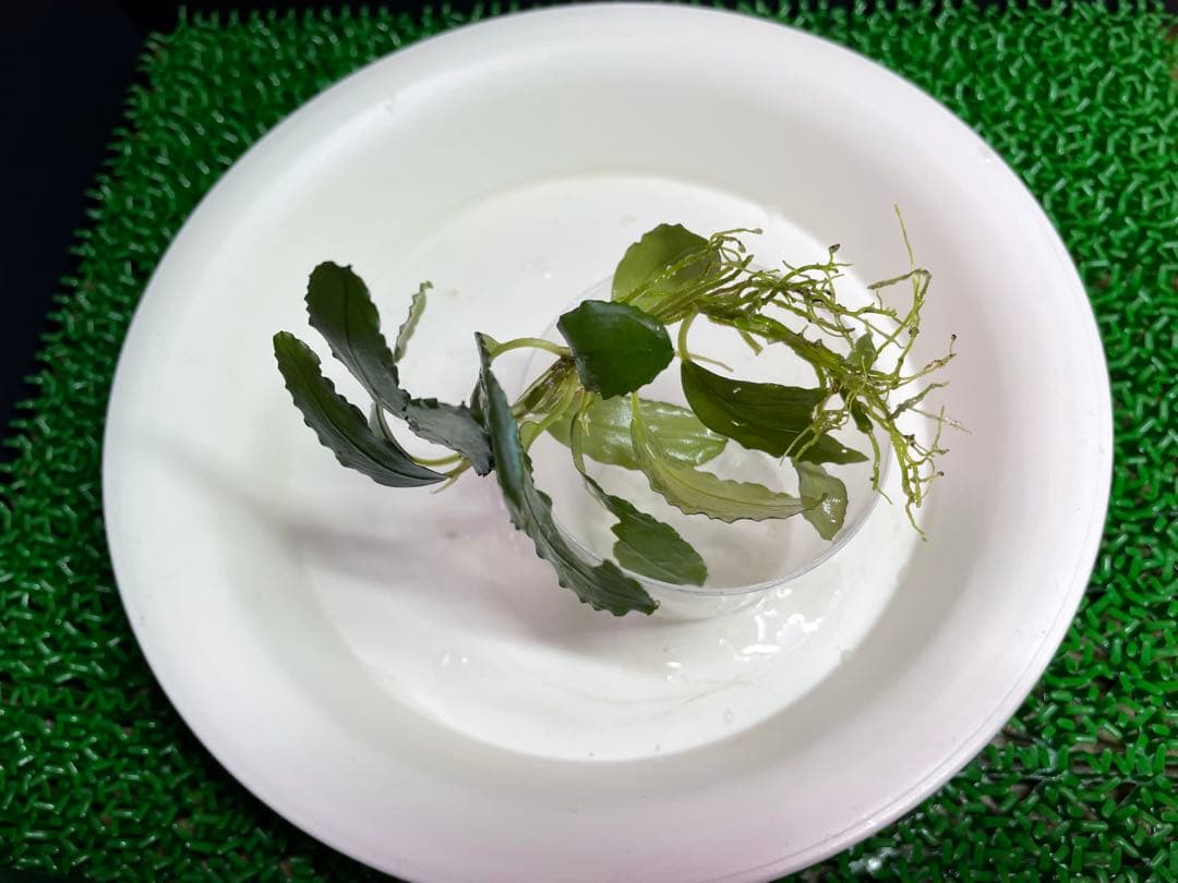 専用【正規タグ付きAZ便アリダルム2種　ブセファランドラ、計3種】