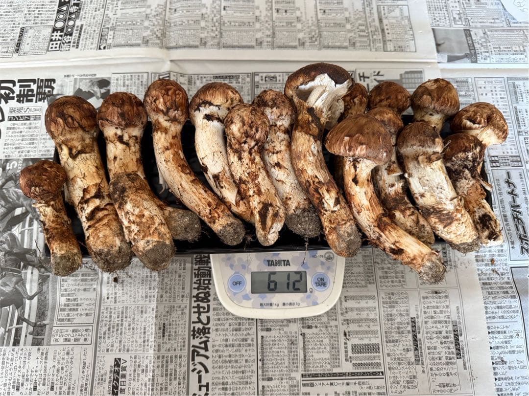松茸　北海道　600g 訳あり　④　国産