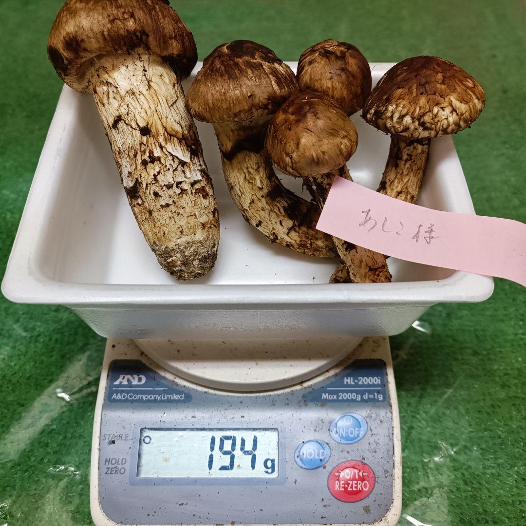 【松茸】あしこ　良品　194ｇ