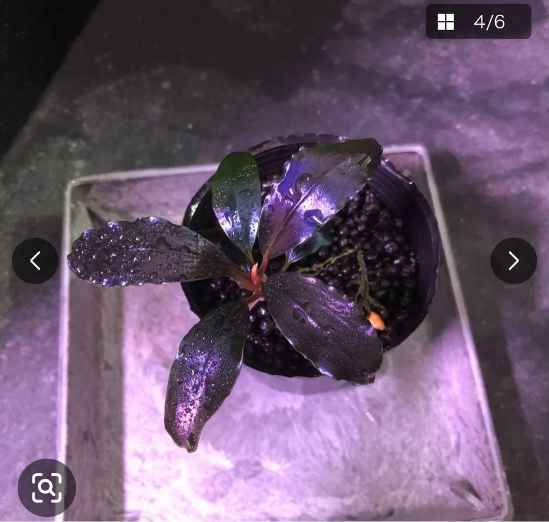 陰性水草の王様的存在Pink Variegata +ティアブルー