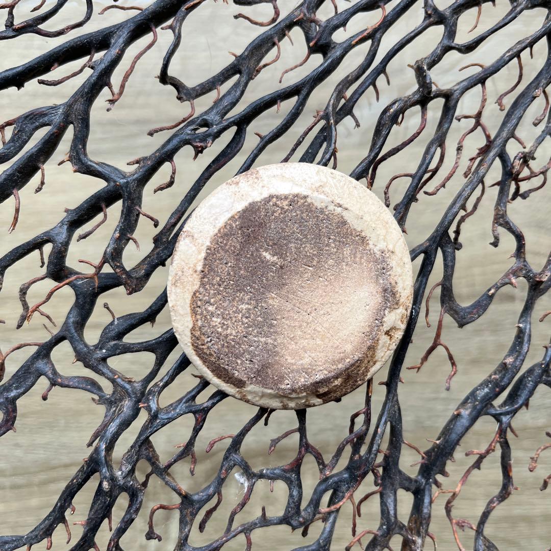 骨董　古陶　絵瀬戸　古瀬戸　希少　ブチ猫　眠り猫 図案　豆皿　手塩皿　小皿５客