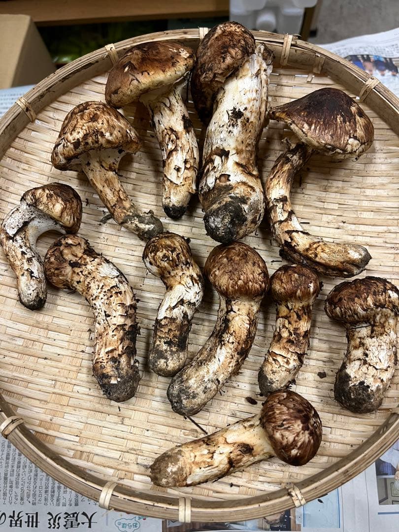 岩手県産松茸　今期最終