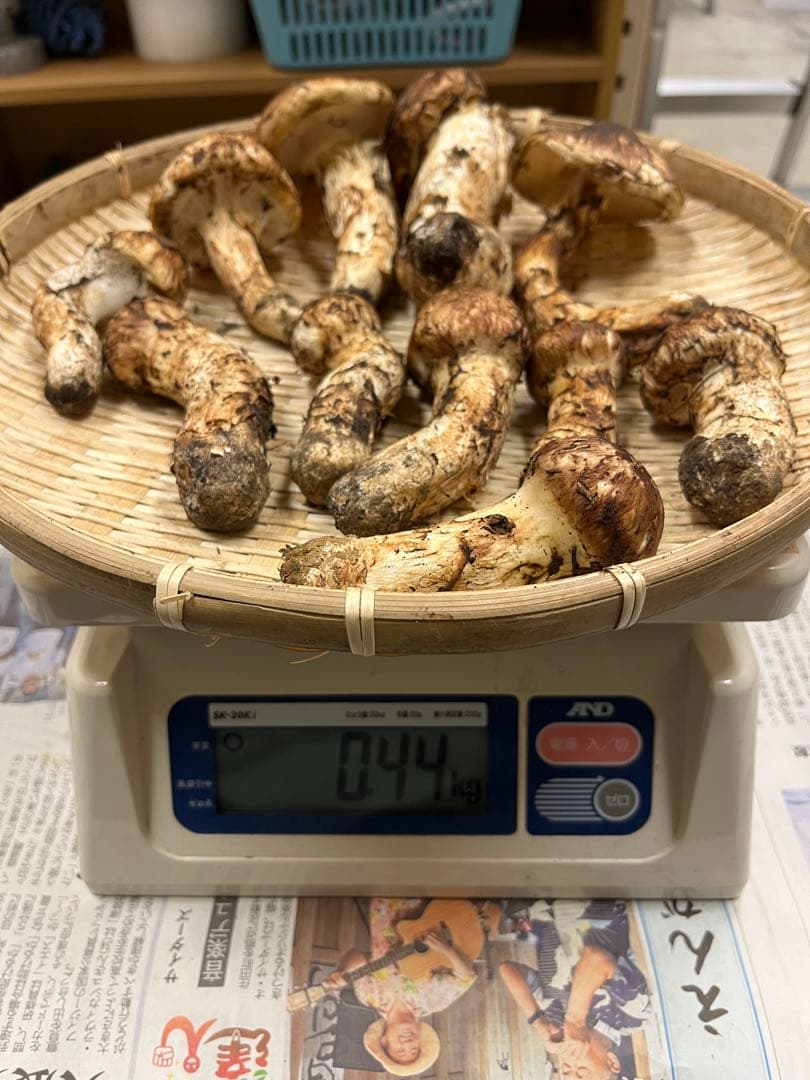 岩手県産松茸　今期最終
