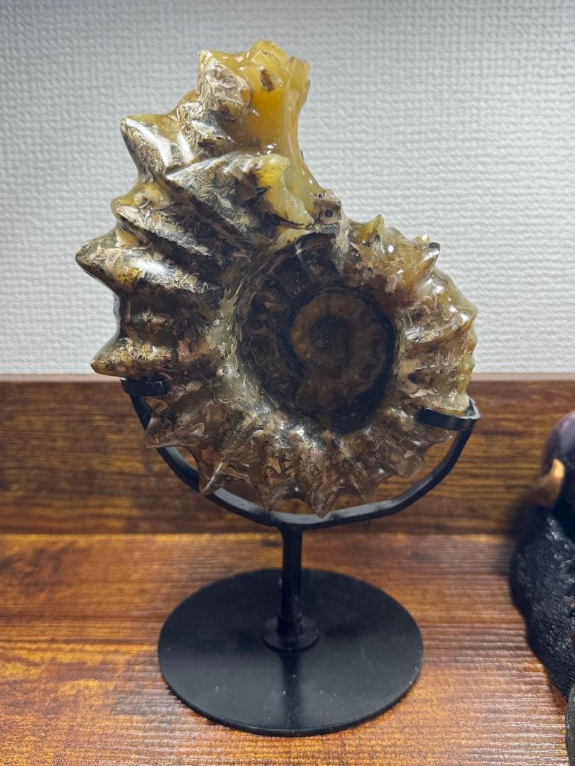 マダガスカル産 アンモナイト 化石 鉱物標本