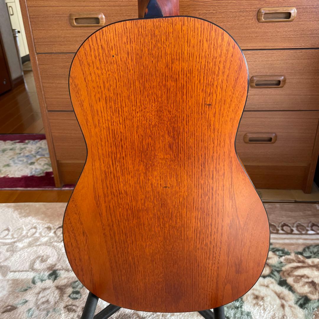 ❗️希少❗️Kヤイリノツクタウ　アカシアAN