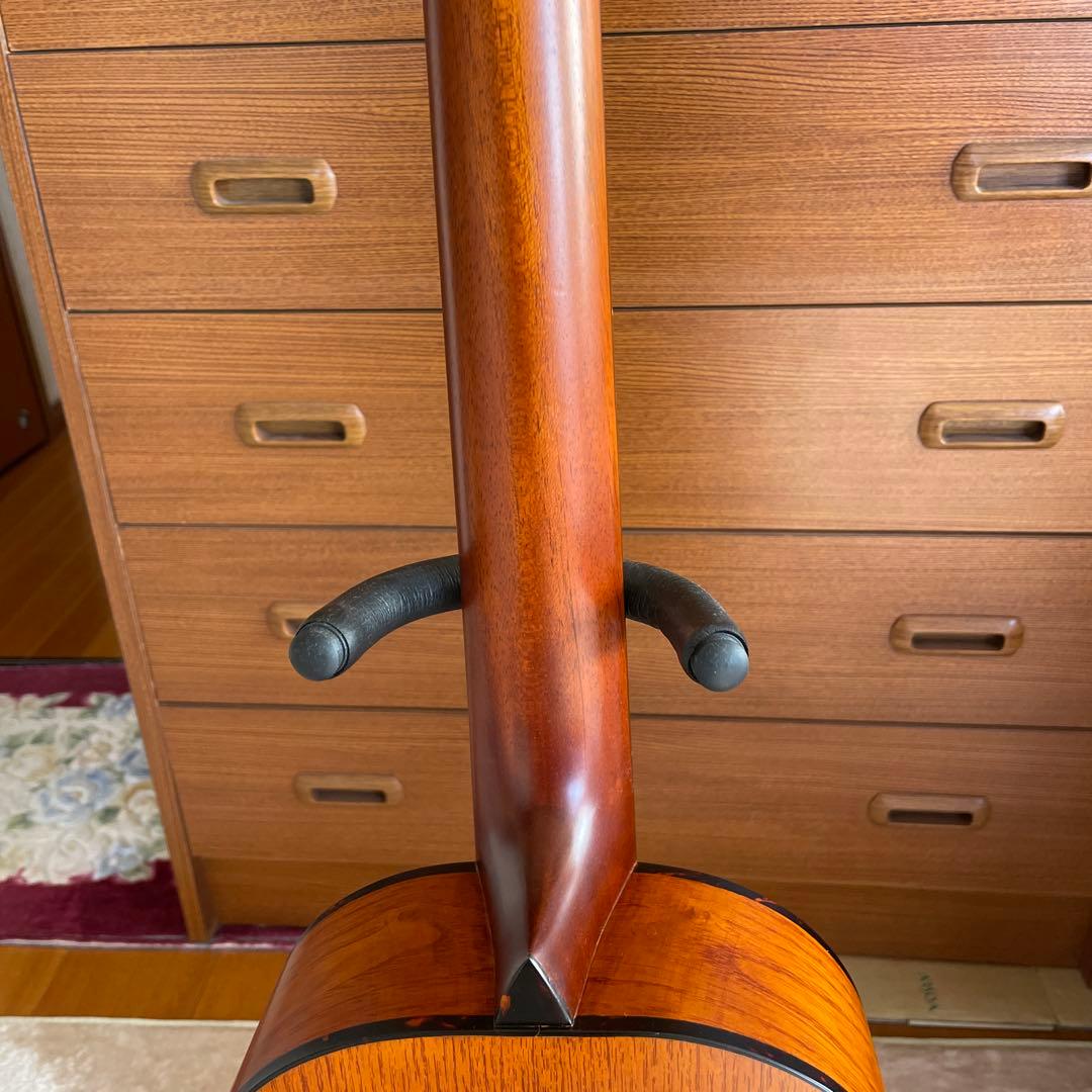 ❗️希少❗️Kヤイリノツクタウ　アカシアAN