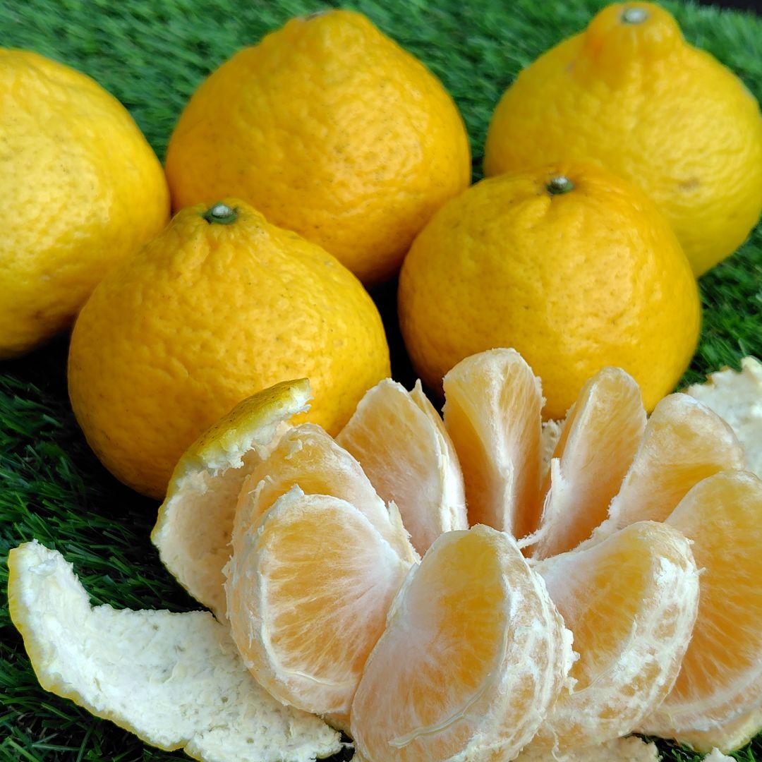 ミエイ【愛媛県産】媛小春　家庭用 １５kg