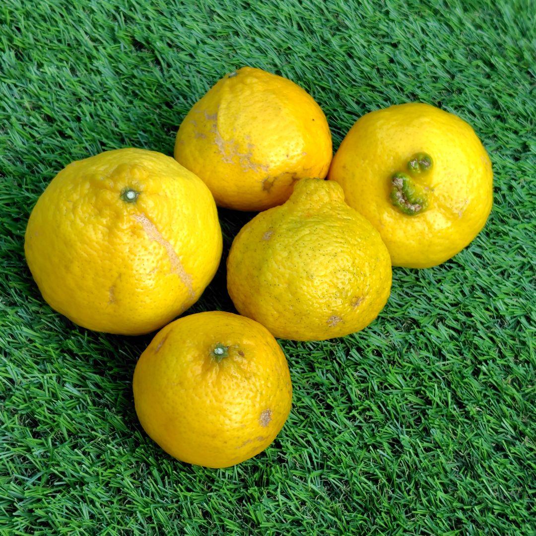 ミエイ【愛媛県産】媛小春　家庭用 １５kg