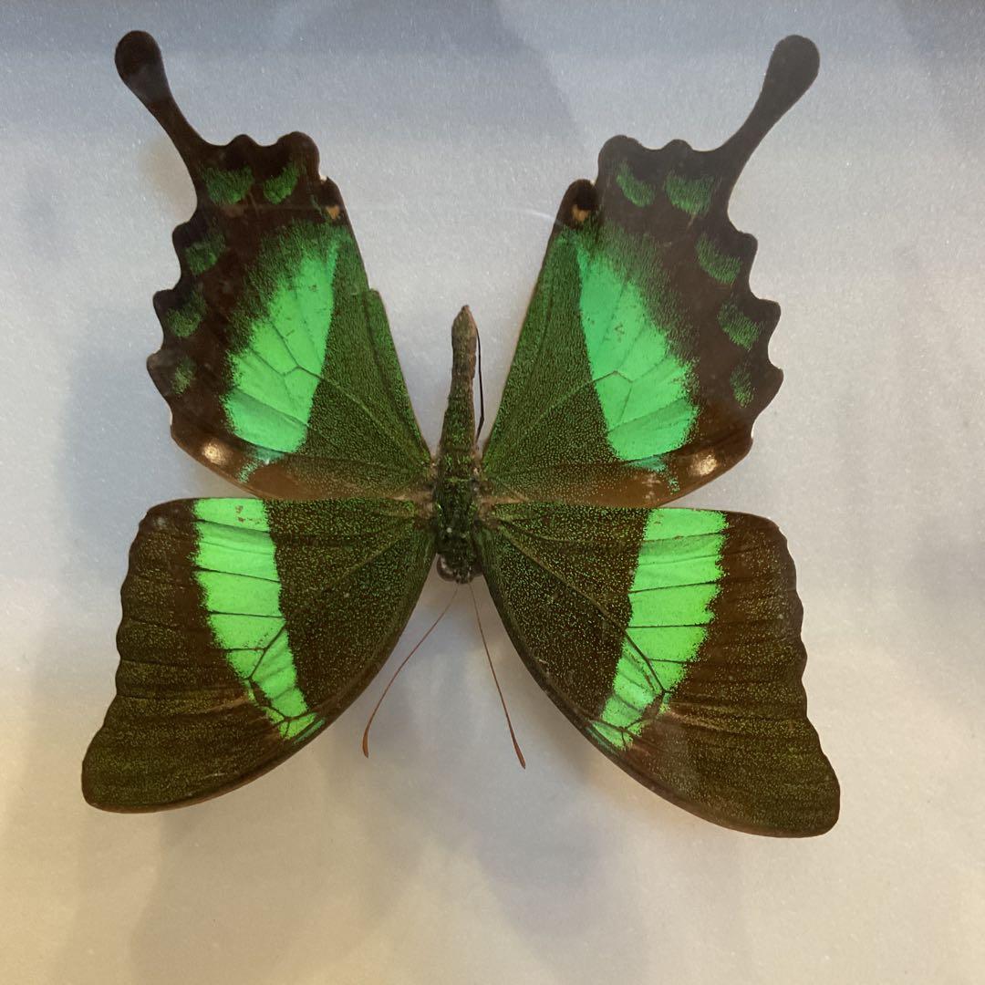 蝶標本11匹セット