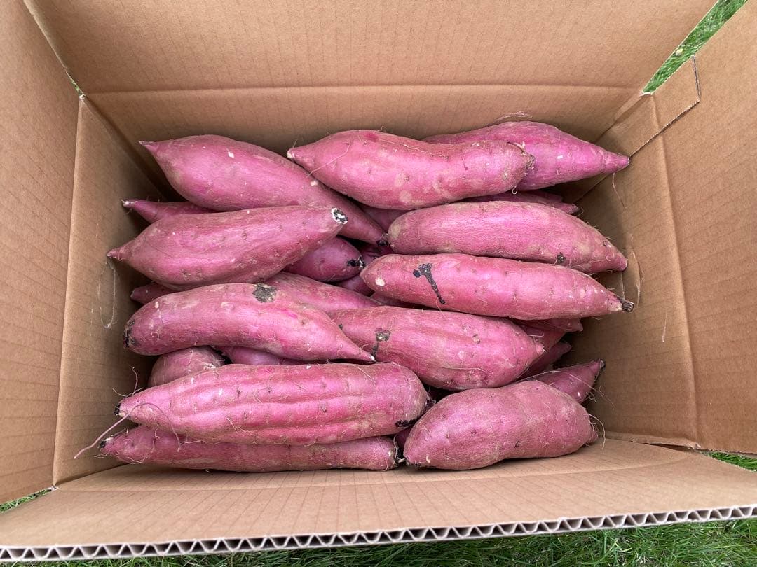 茨城県産紅はるか150キロシルク20キロ　海花品