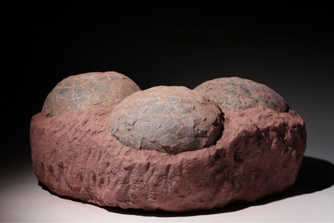 ☆ 【入手困難】☆本物の恐竜の卵　海外産輸入！　ハドロサウルスの卵の巣　3個 !