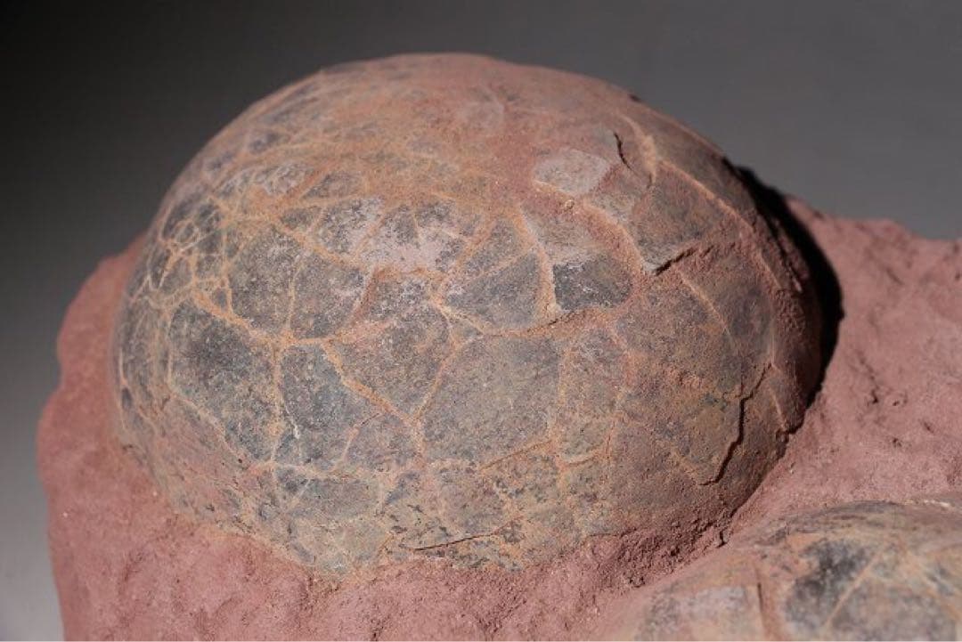 ☆ 【入手困難】☆本物の恐竜の卵　海外産輸入！　ハドロサウルスの卵の巣　3個 !