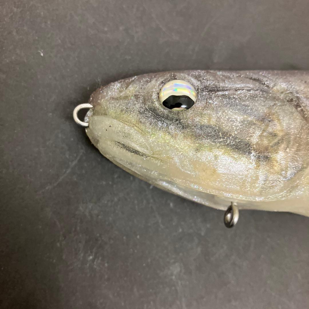 【激レア】　シグナル　カープヘッド　スモールマウス　生カラー