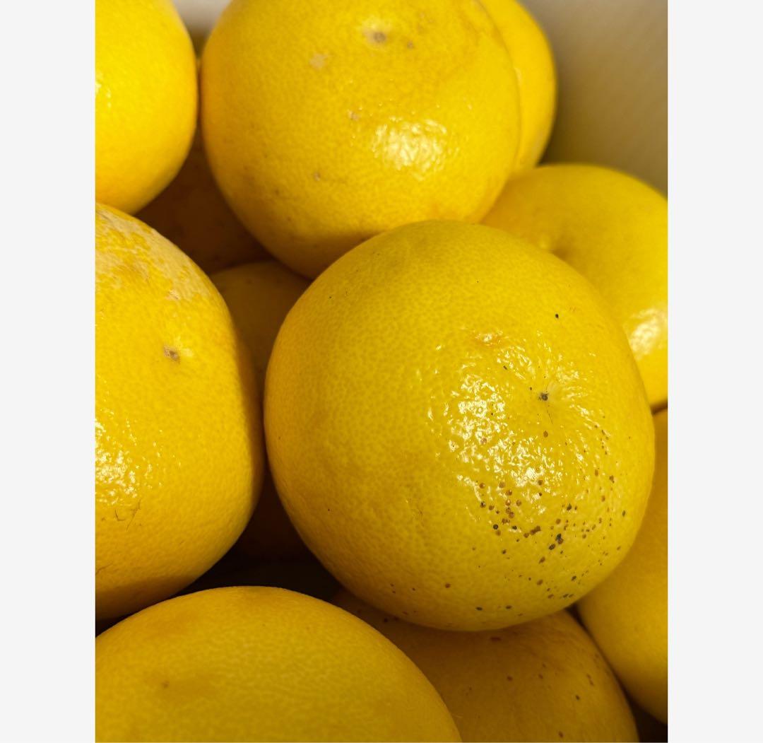 37高知特産 露地栽培 土佐文旦 3L4L文旦 約20kg 大玉 サイズ