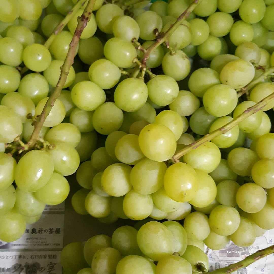 シャインマスカットの、家庭用房5キロ入りになります。房数はお任せになります。