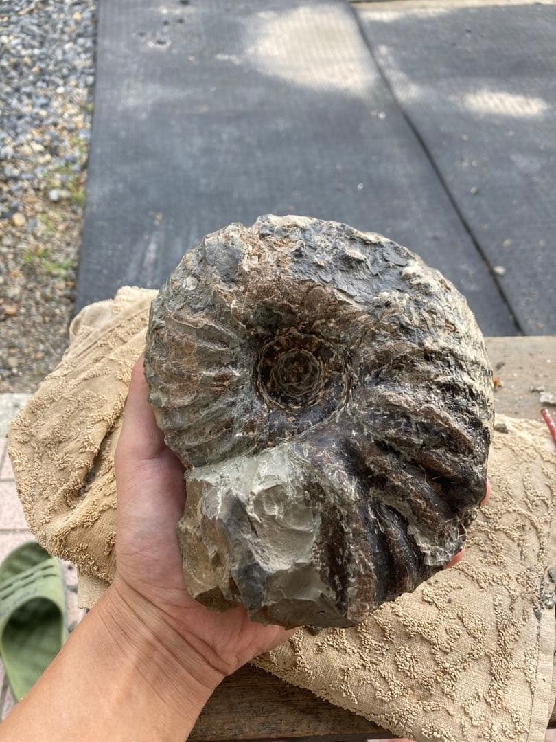 アンモナイト　パキ　化石　夏休み　自由研究