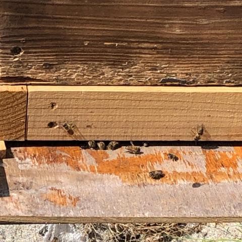 指宿産 日本蜜蜂 百花蜜500g×2