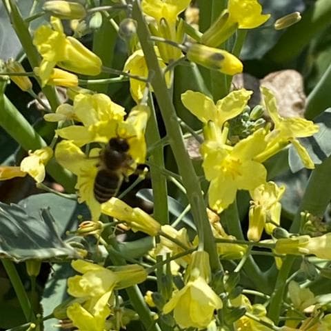 指宿産 日本蜜蜂 百花蜜500g×2