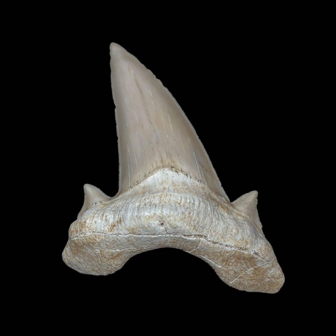 オトドゥス　歯　化石　モロッコ産　サメの歯