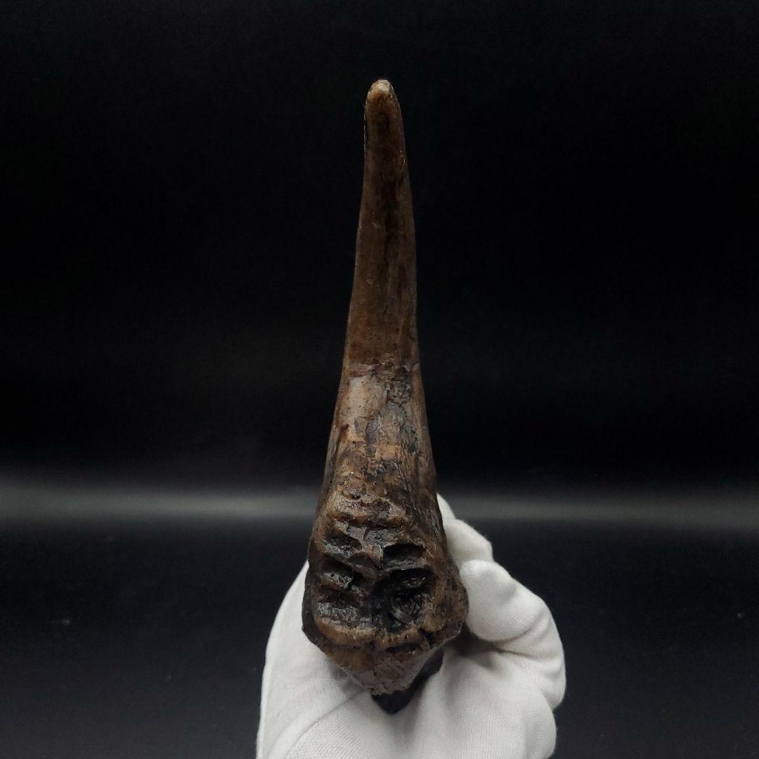 アロサウルス 爪 化石 レプリカ 約176.10mm  arr15