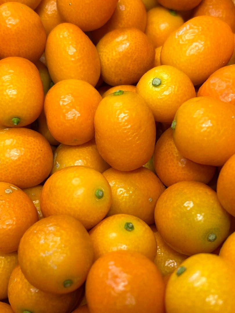 宮崎県産　ロジ金柑　箱込10キロ　2Lサイズ　b