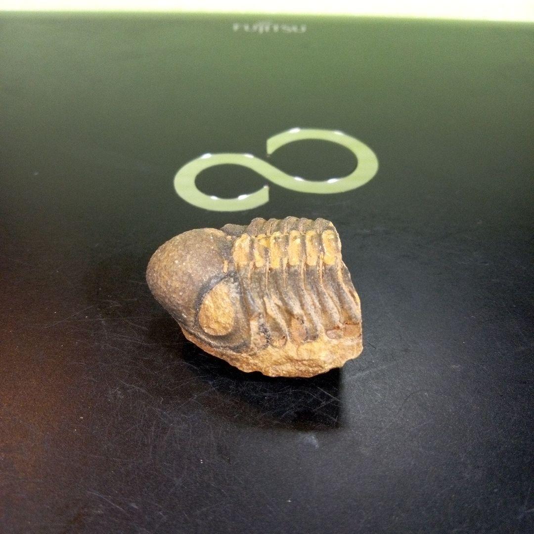 三葉虫　化石　fossil　ボリビア産　トライロバイト　三葉虫個体⑨