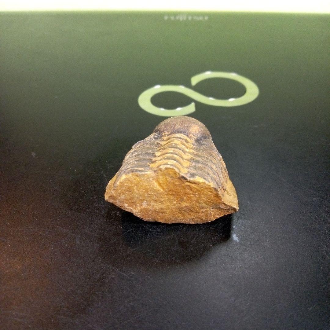 三葉虫　化石　fossil　ボリビア産　トライロバイト　三葉虫個体⑨
