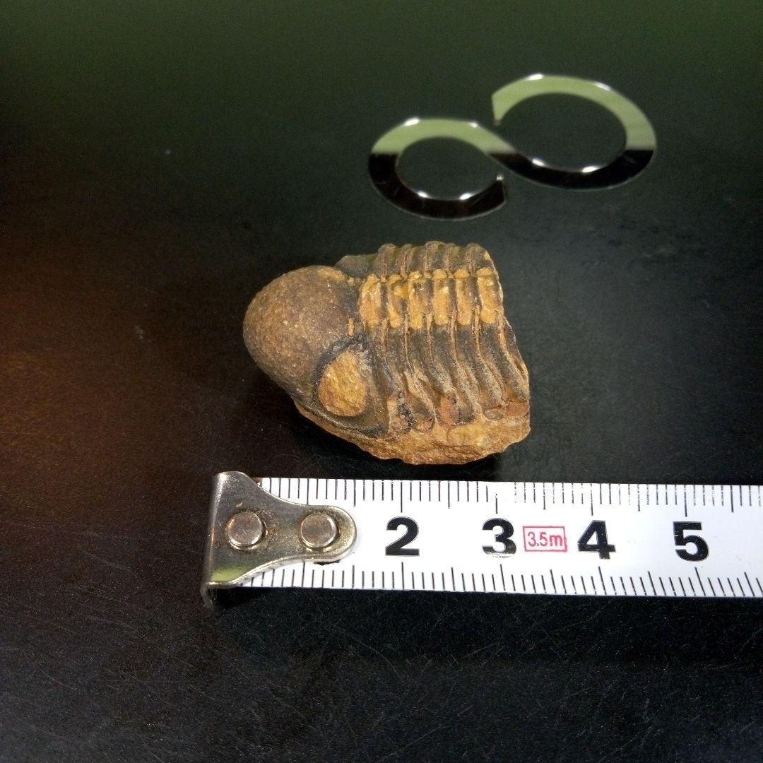 三葉虫　化石　fossil　ボリビア産　トライロバイト　三葉虫個体⑨