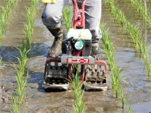 農家保有米 令和7年産 10キロ 玄米 コシヒカリ10kg(5kg×2) 新米